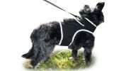 Pet GPS Tracking Device with Wireless Realtime iPhone Dog Tracking App Size:L
